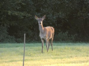 ProchainZigzagzoomFinMaiDateEtSujetAV_b6a75df9-e6cb-4625-8586-82a5403663e1.jpeg
